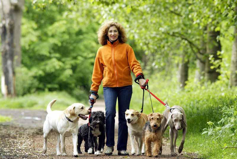 out of options finding a professional pet sitter part 1 dog sitter