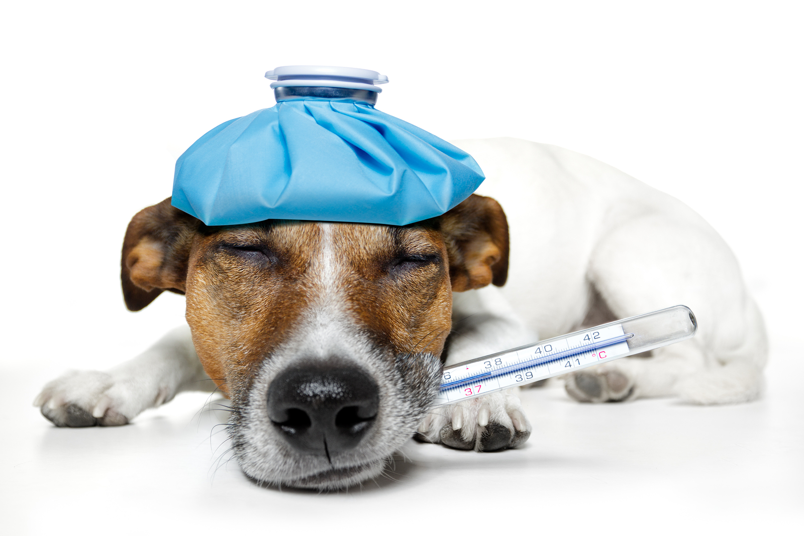 2019 year - Can Pets Make You Sick 2019 year