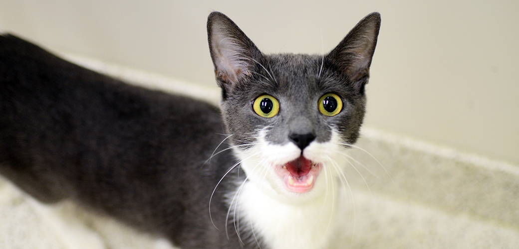 the cat s meow excessive meowing and how to curb cats cries
